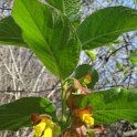 Lonicera involucrata fleur P2B P17 (2)